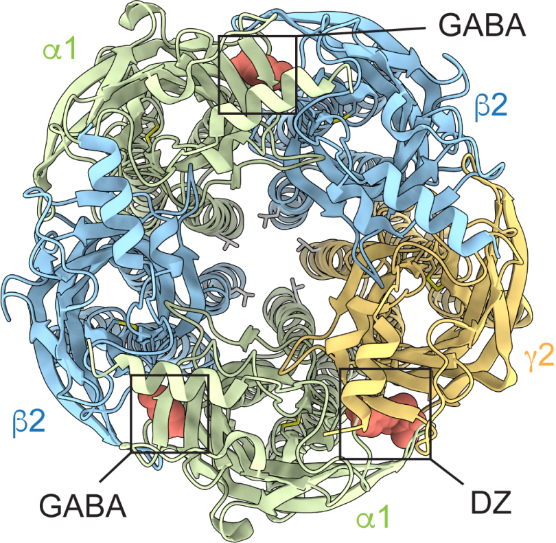 Representation of GABA Receptors