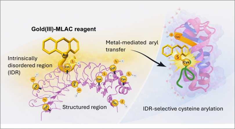 Illustration of Gold(III)-MLAC reagent
