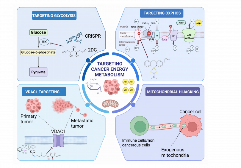 Depiction of targeting cancer energy metabolism