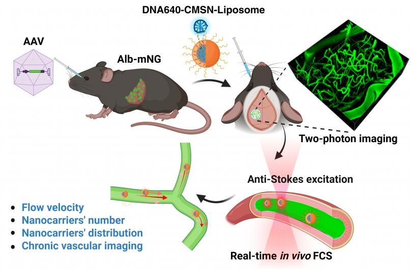 Animated graphic illustrating the effects of disease-related conditions on vasoconstriction and vasodilation.