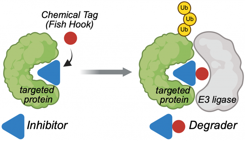 Diagram illustrating targeted protein degradation. On the left, a green “targeted protein” binds a blue triangular inhibitor. A red chemical tag (“fish hook”) is added to the inhibitor. An arrow points to the right panel, where the tagged inhibitor brings the targeted protein into contact with a gray E3 ligase. The E3 ligase adds multiple yellow ubiquitin (Ub) molecules to the protein, marking it for degradation. The modified inhibitor plus tag is labeled “Degrader.”